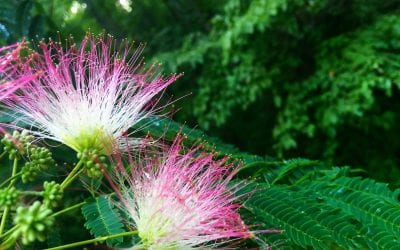 Mimosa tree in the backyard