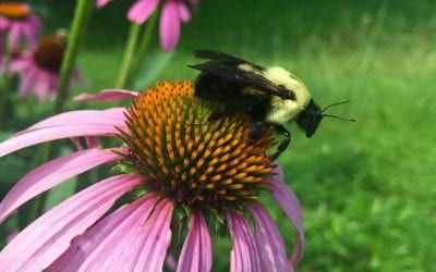 Bumblebe 1 and Bumblebee 2