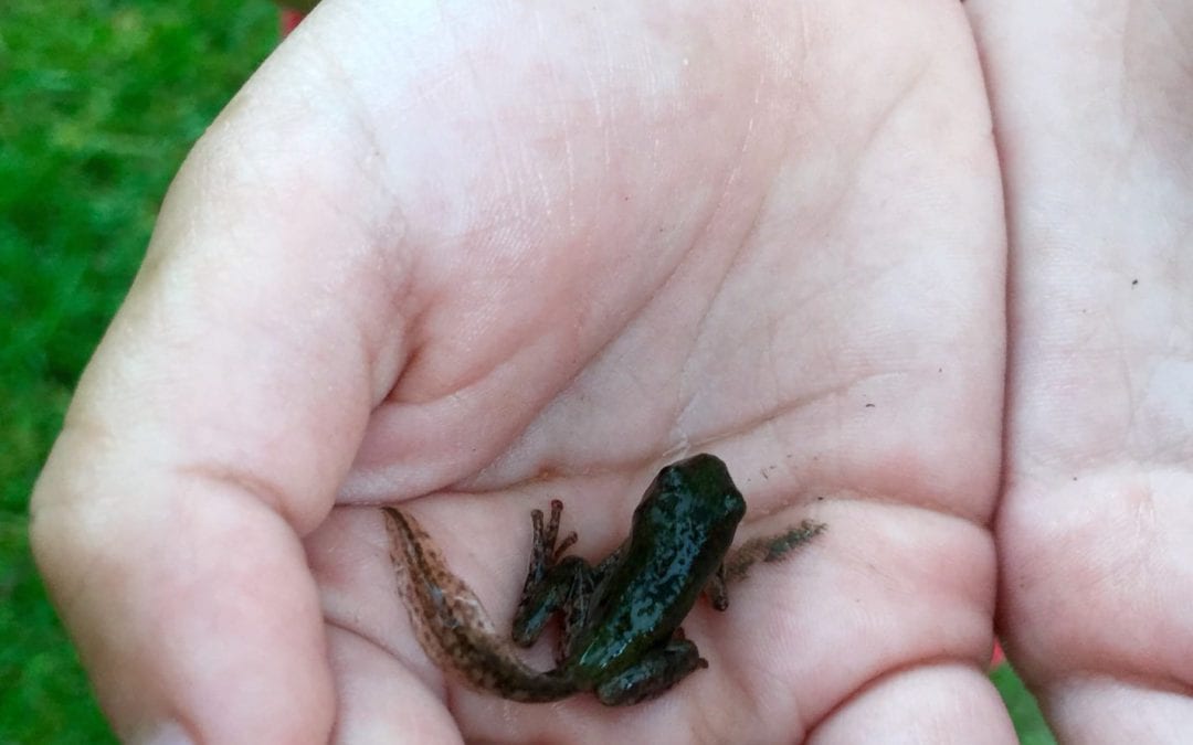 Almost a frog…