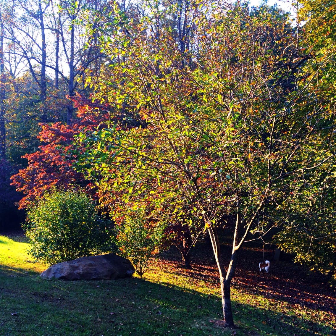 Backyard turning colors