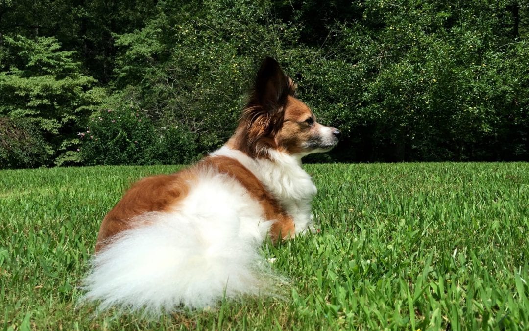 Watchdog