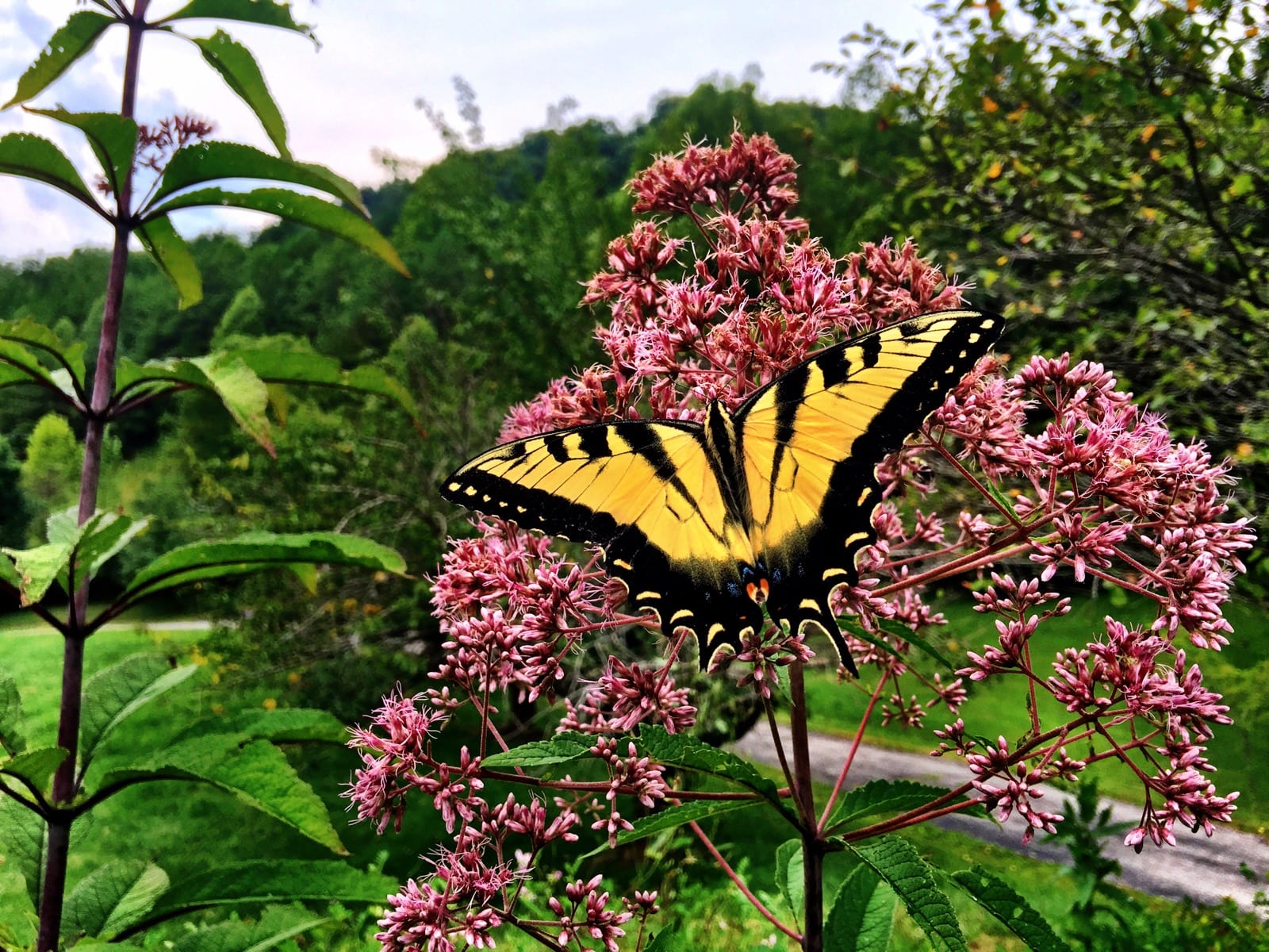 Driveway Butterfly Bush
