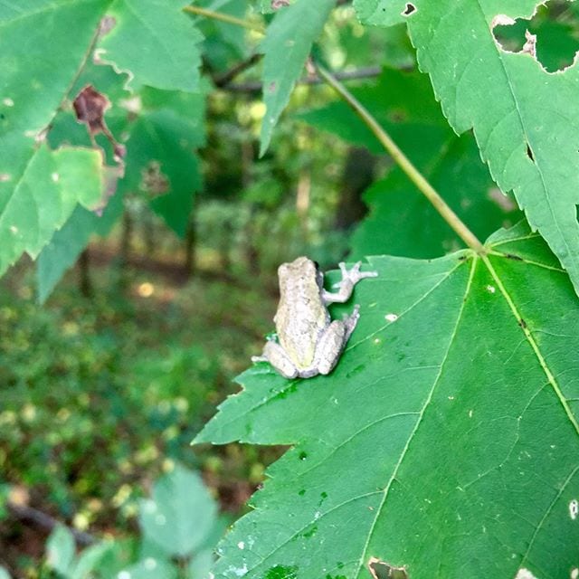 Tree frog