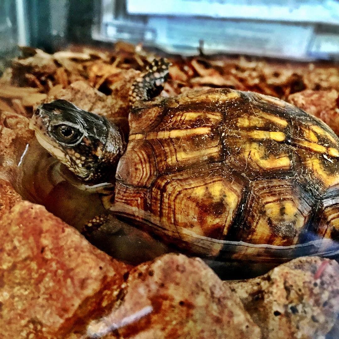 Bathtime for Turtle…