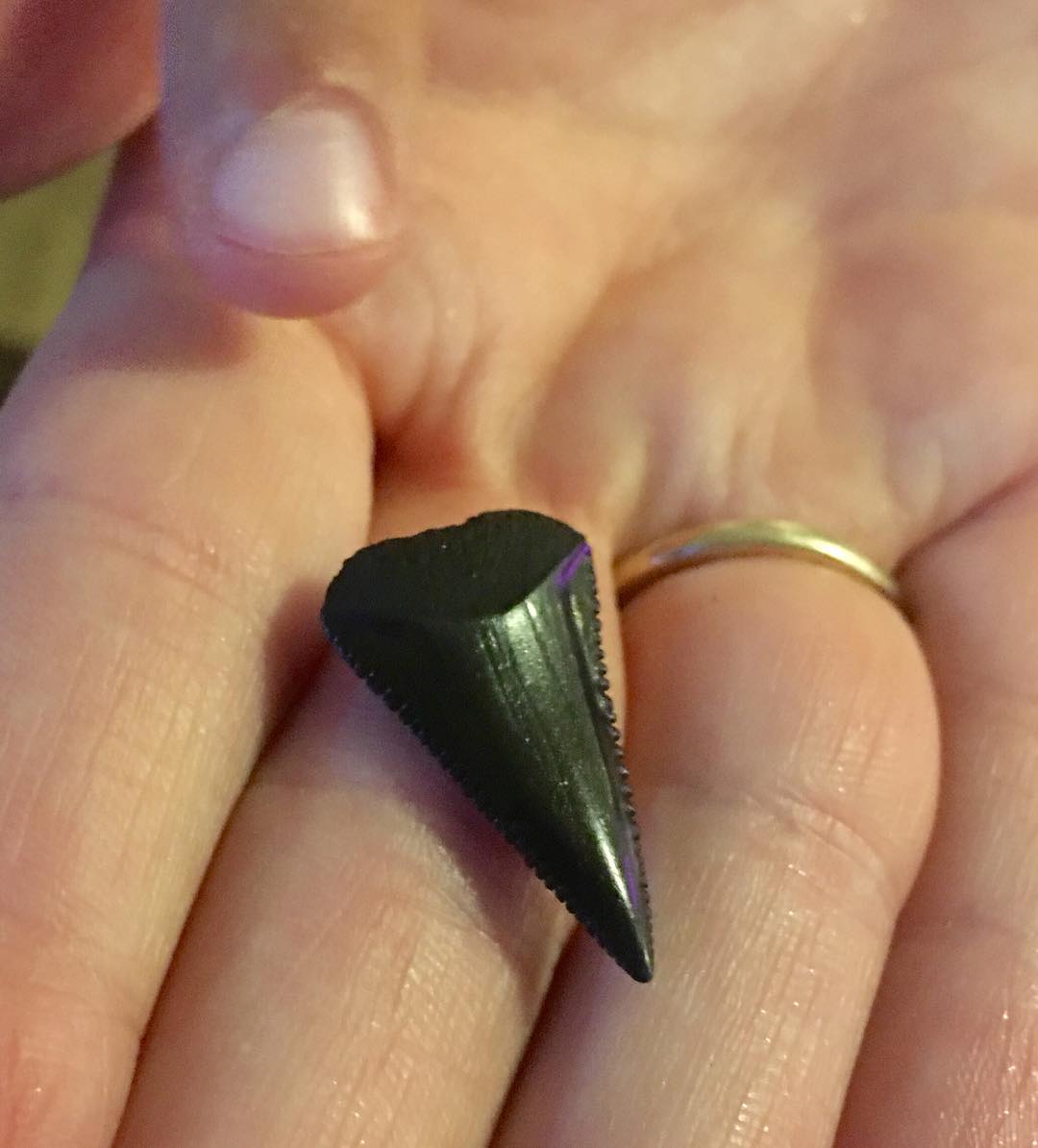 First shark tooth of 2016