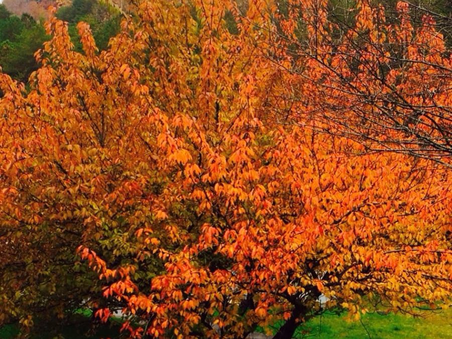 Front yard fall