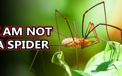 I am not a Spider – Opiliones – they’re also known as daddy long legs